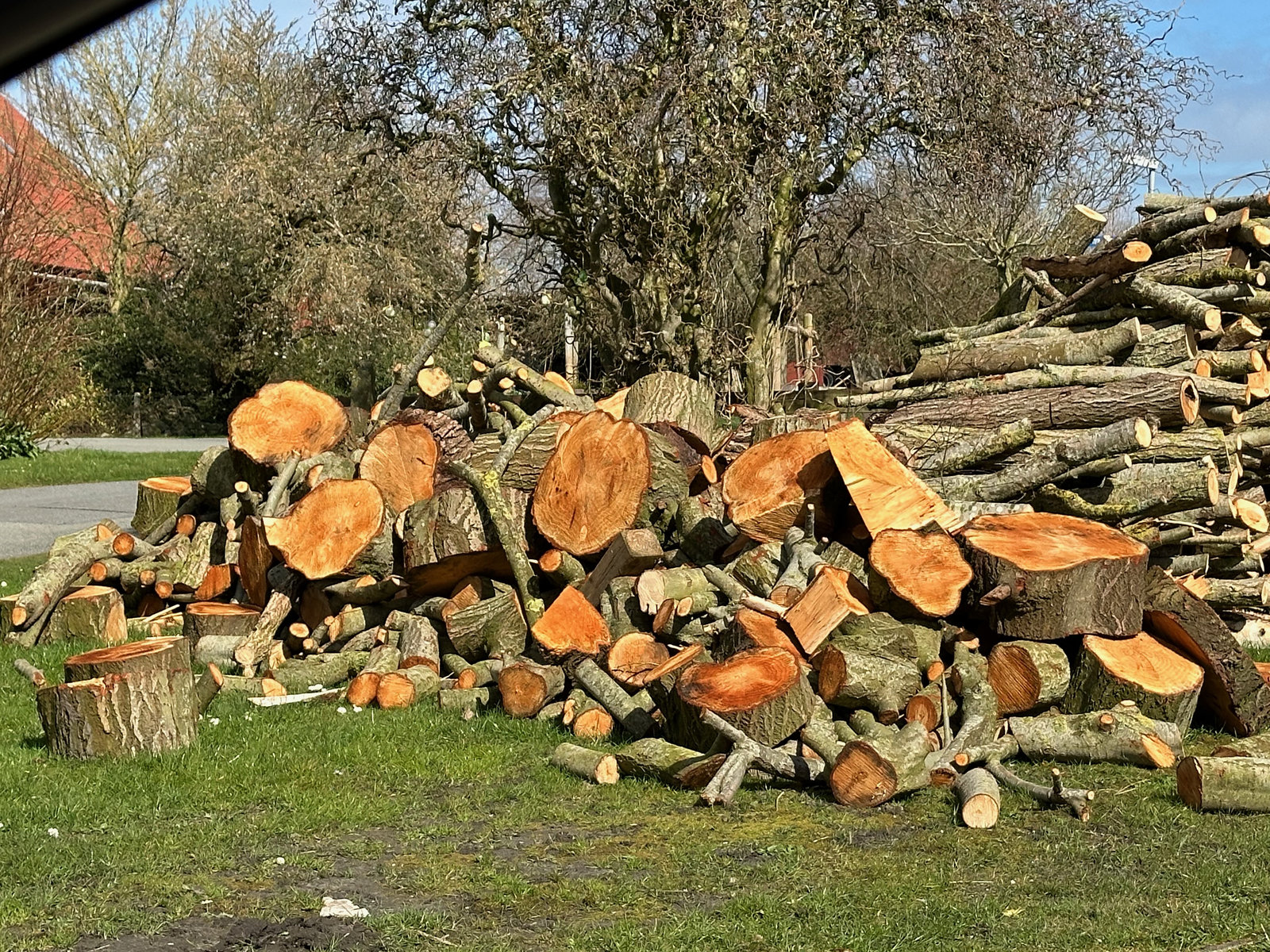 Holz