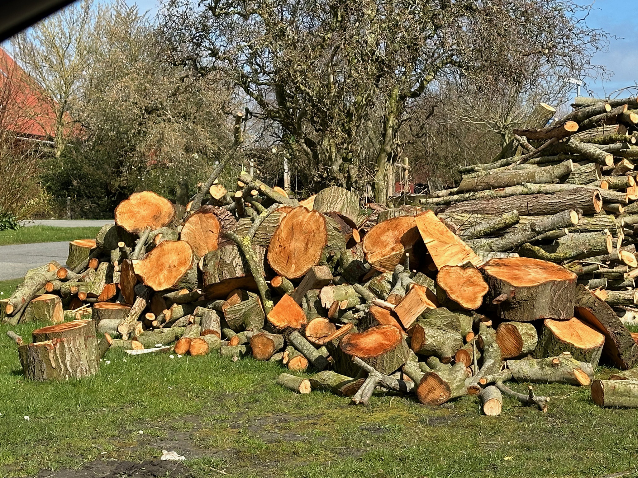 Holz