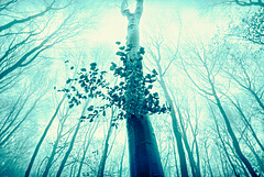 Carpathians in Cyan #2