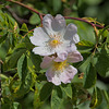 Dog Roses (Rosa canina)