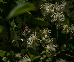 çà butine à tout va dans la clématite - à priori clairon des abeilles (Trichodes apiarius)