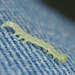 EF7A9932caterpillaronjeans