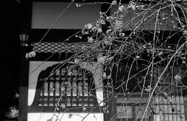 Ume at a temple