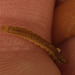 CaterpillarIMG 3405