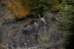 Animals of the Canadian Rockies: Moose