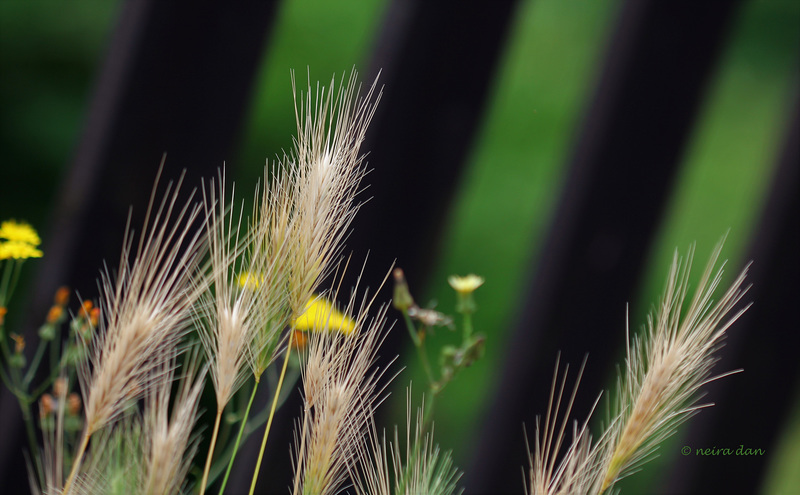 Hordeum murinum - L'orge des rats