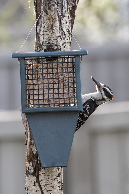 Hairy Woodpecker