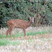 Belle rencontre lors de ma promenade du soir .