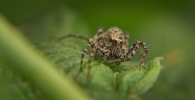 Die Wolfsspinne (Lycosidae) kam auf mich zu gekrochen :))  The wolf spider (Lycosidae) crawled towards me :)) L'araignée-loup (Lycosidae) a rampé vers moi :))