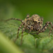 Die Wolfsspinne (Lycosidae) kam auf mich zu gekrochen :))  The wolf spider (Lycosidae) crawled towards me :)) L'araignée-loup (Lycosidae) a rampé vers moi :))