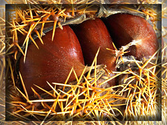 Chestnuts