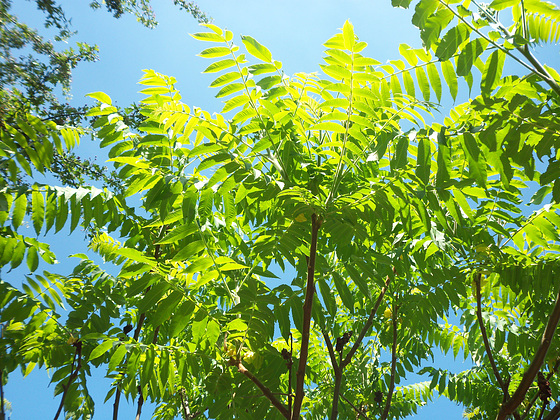 Looking through the leaves of the shumak