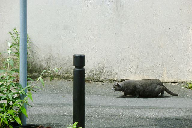 C'est l'heure de la chasse pour les grands fauves de banlieue