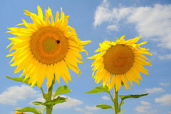 Les tournesols et le bourdon