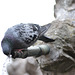 Pigeon s'abreuvant - Le Puy en Velais