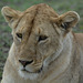 Ngorongoro, Portrait of a Young Lioness