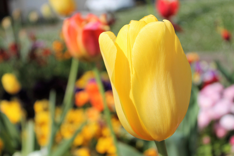HAPPY EASTER - JOYEUSES PAQUES