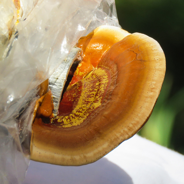 Edible Reishi mushroom, Akesi Farms