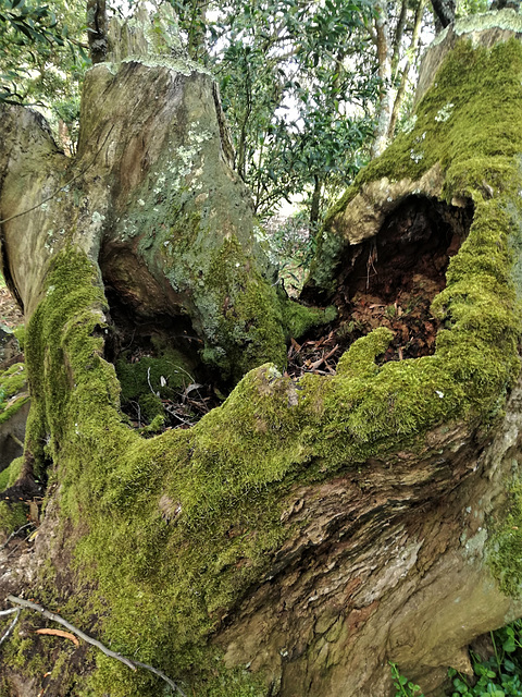 The eucalyptus heart