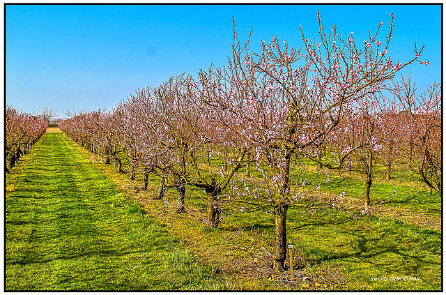 Kirschblüten