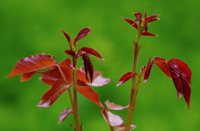 Rosenblätter