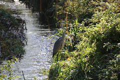 Hogsmill Open Space