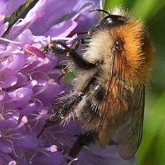 Bourdon des champs (Bombus pascuorum)
