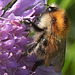 Bourdon des champs (Bombus pascuorum)