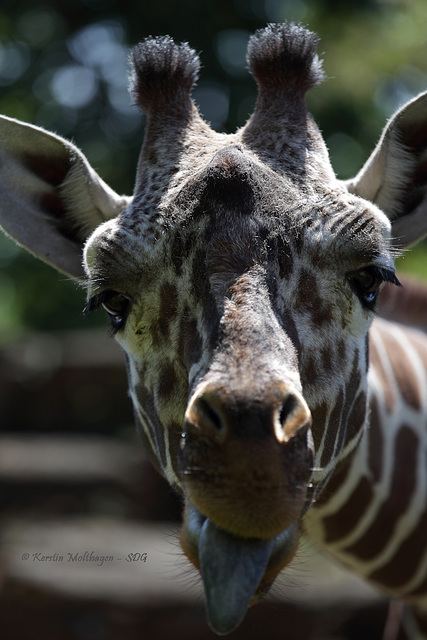 Giraffe aus der Nähe (Wilhelma)