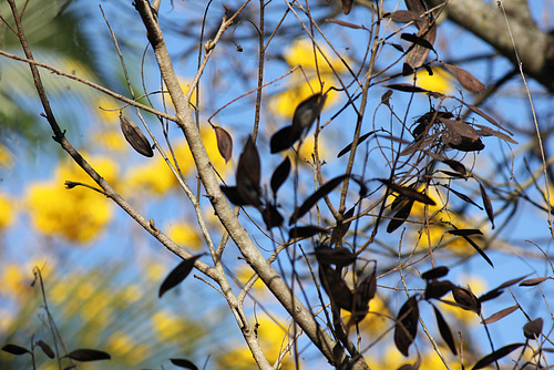 Seed pods