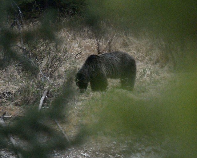 Animals of the Canadian Rockies: Grizzly Bear