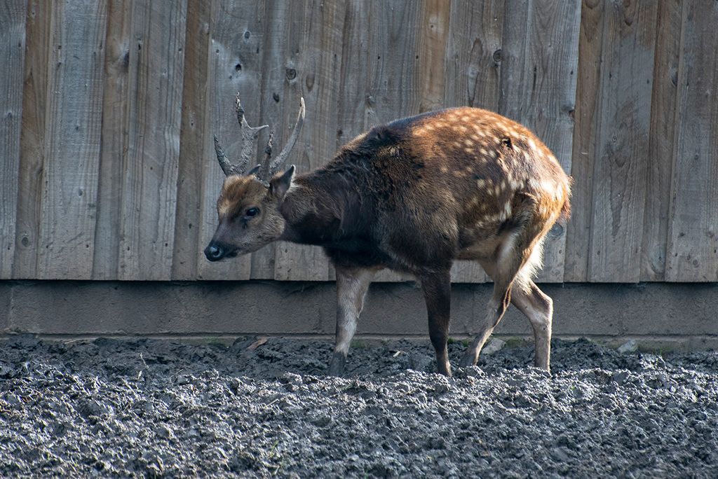 Phillipines spotted dear stag