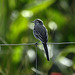 20190904 5769CPw [D~VR] Bachstelze (Motacilla alba), Groß Mohrdorf-Gümz