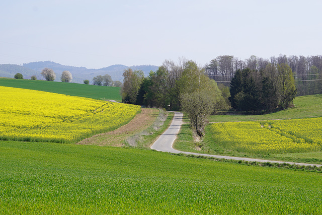 Runigerode im Frühling II