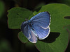 Holly Blue Butterfly