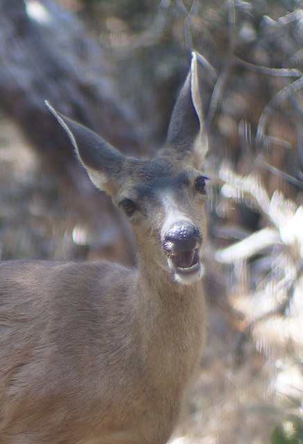 deer saying hi!