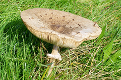 Parasol auf einer Wiese