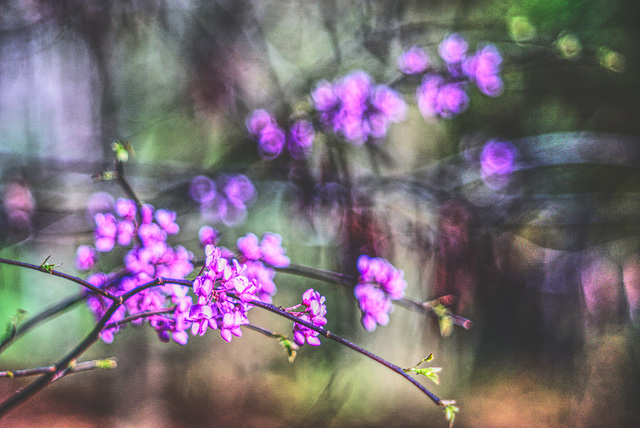 Redbud (3)