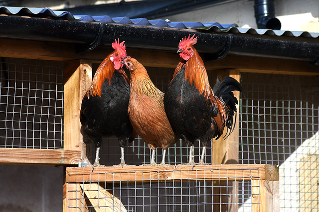 Hen kissing a cock in front of the fence