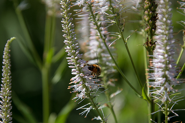 20140801 4469VRAw [D~E] Schwebfliege, Gruga-Park, Essen