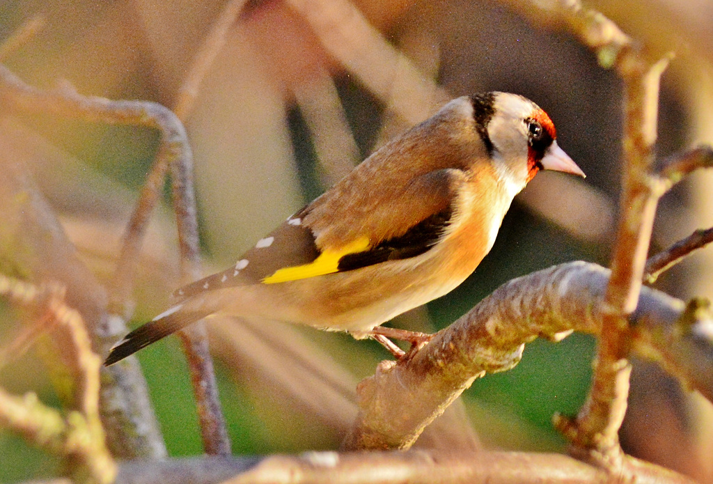 Goldfinch