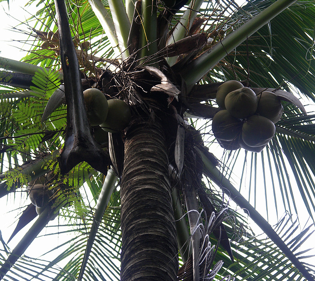 Coconuts