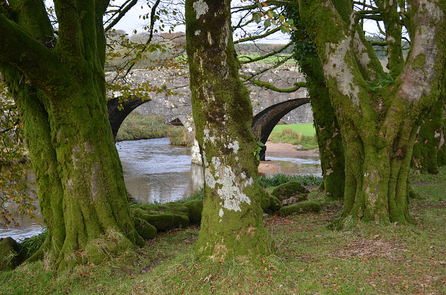 Dartmoor, Moss on Tree Trunks