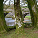 Dartmoor, Moss on Tree Trunks