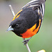 Baltimore Oriole