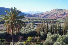 Maroc verdoyant !