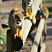COMMON SQUIRREL MONKEY (sitting on a fence)