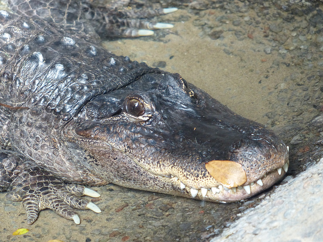 American Alligator - 15 May 2019