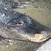 American Alligator - 15 May 2019