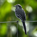 20190904 5770CPw [D~VR] Bachstelze (Motacilla alba), Groß Mohrdorf-Gümz